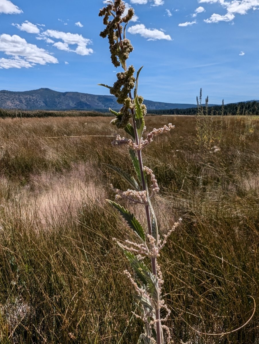 Urtica dioica ssp. holosericea