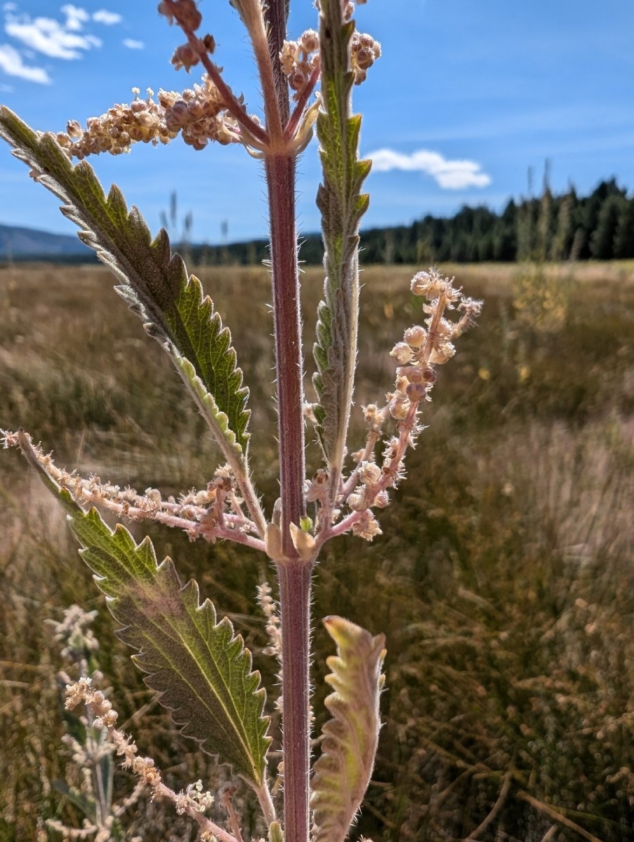 Urtica dioica ssp. holosericea