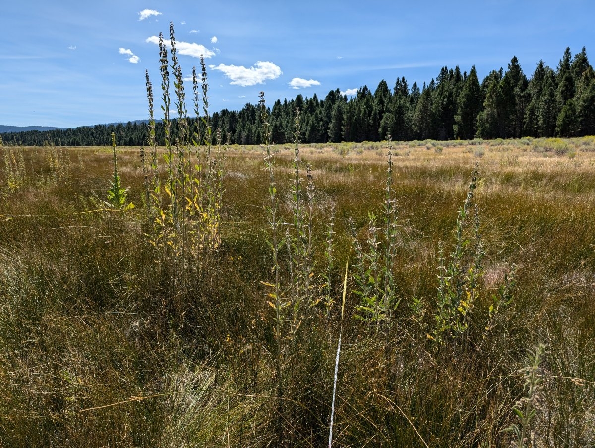 Urtica dioica ssp. holosericea