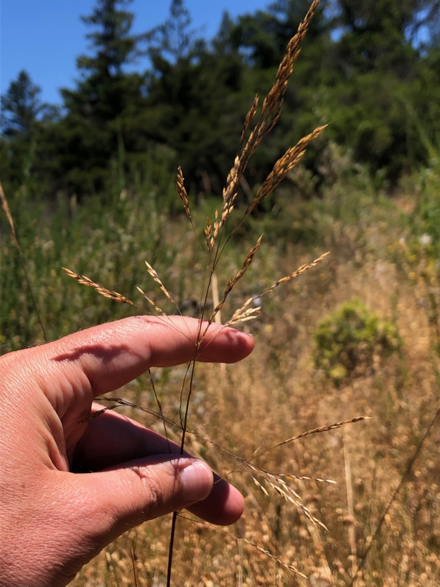 Deschampsia cespitosa ssp. cespitosa