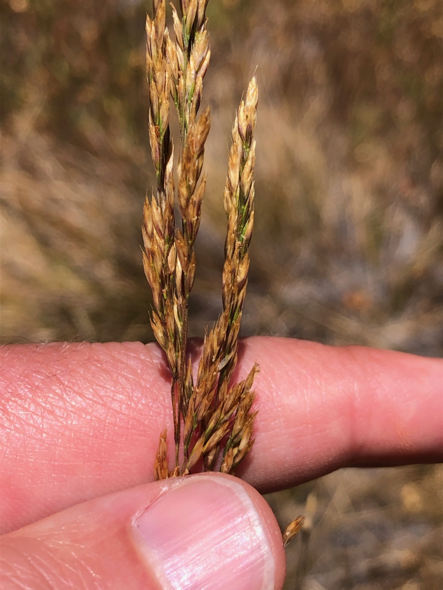 Deschampsia cespitosa ssp. cespitosa