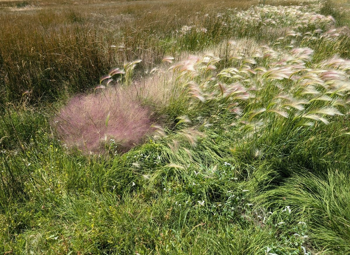 Hordeum jubatum