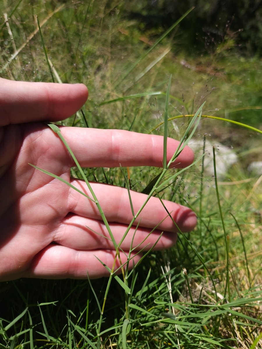 Panicum capillare