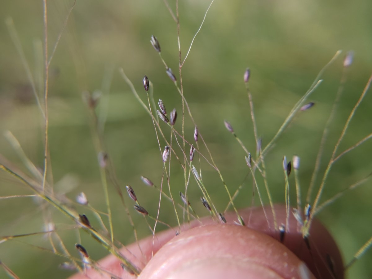 Panicum capillare