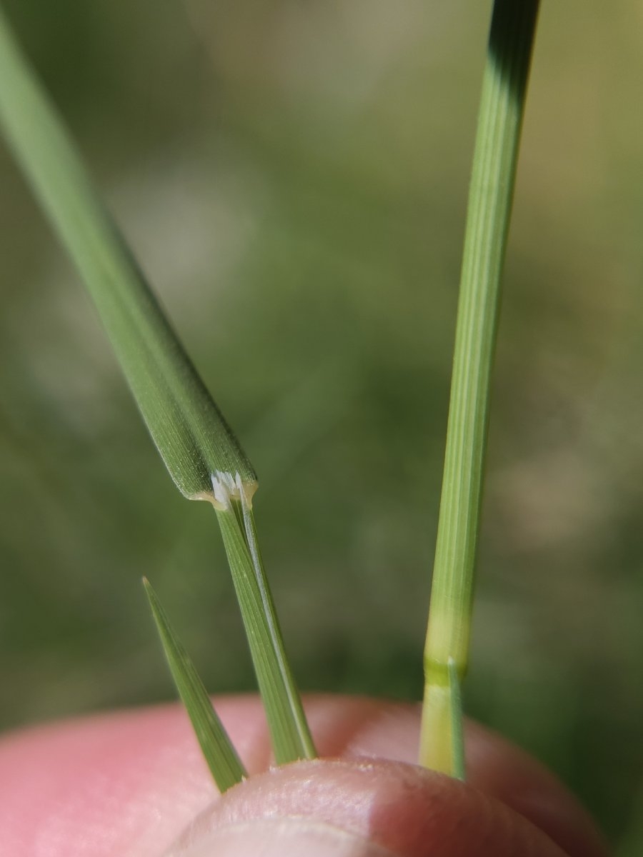 Panicum capillare