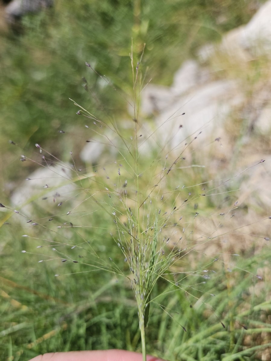 Panicum capillare