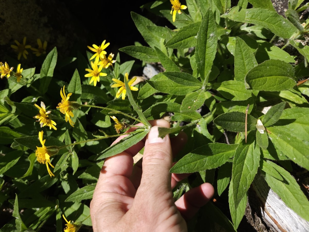 Arnica lanceolata ssp. prima