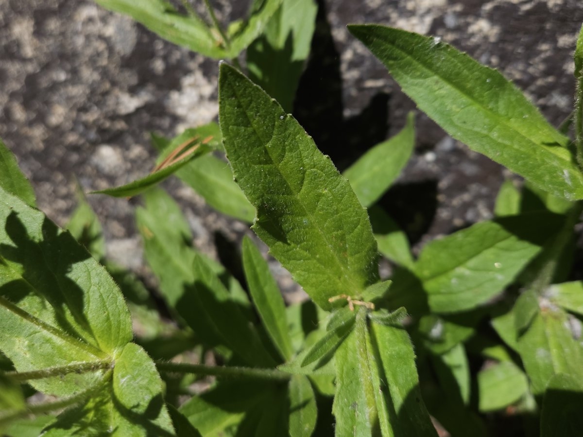 Arnica lanceolata ssp. prima