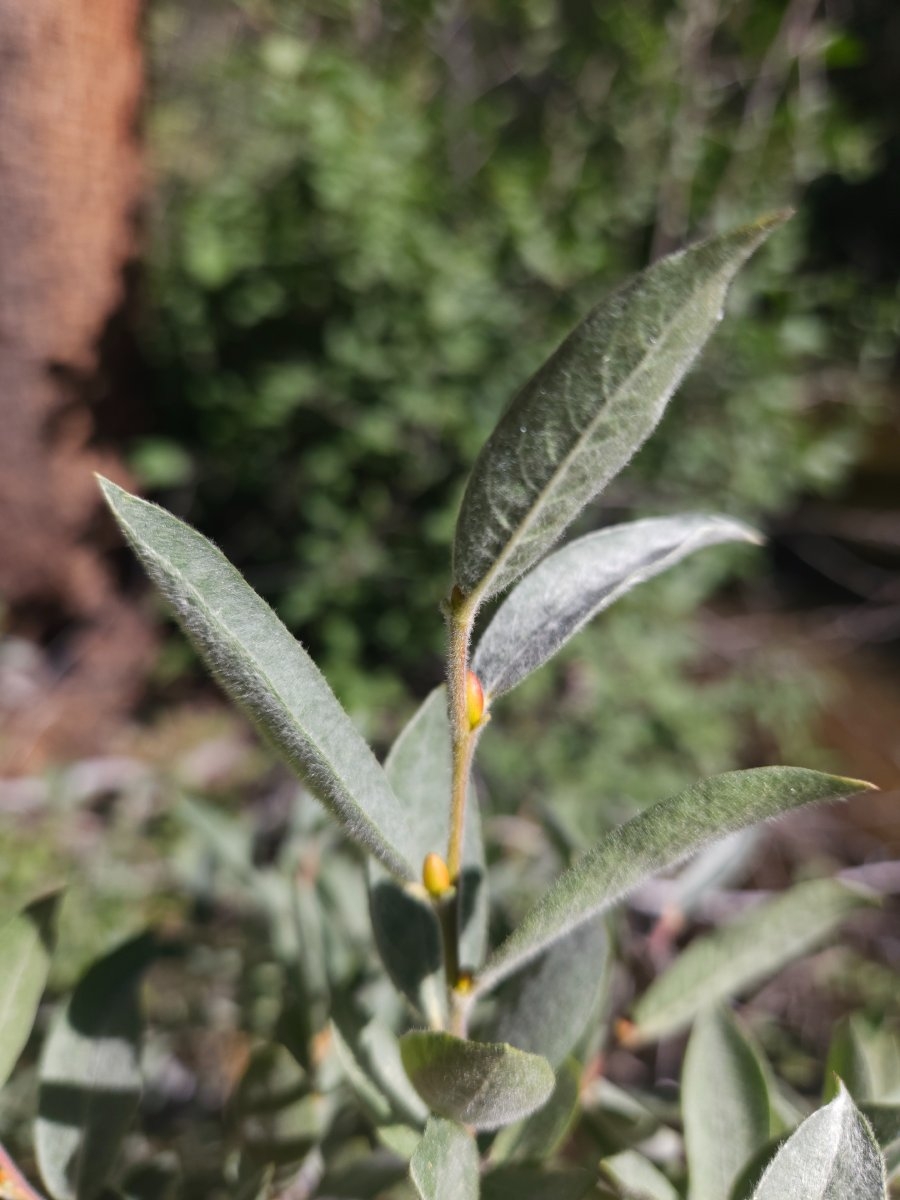 Salix geyeriana