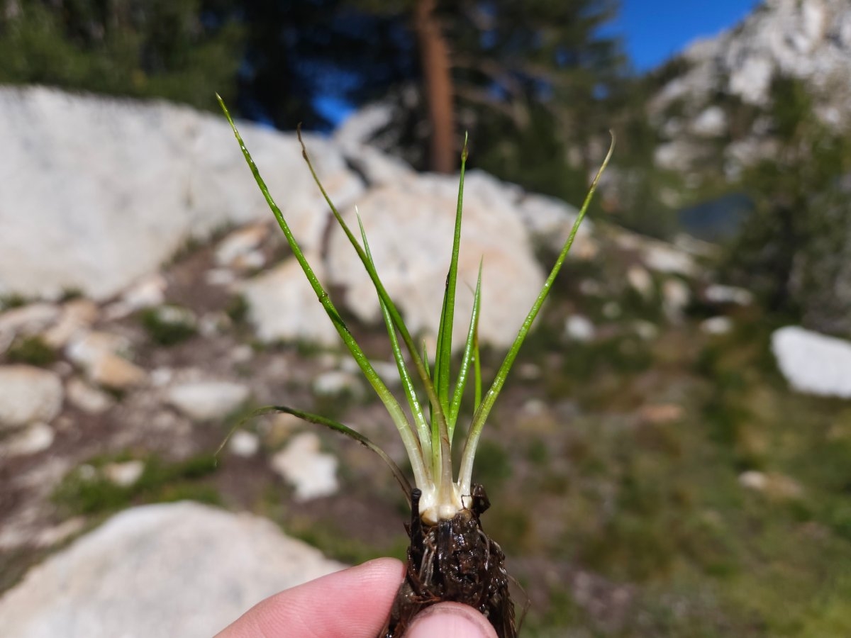 Isoetes bolanderi