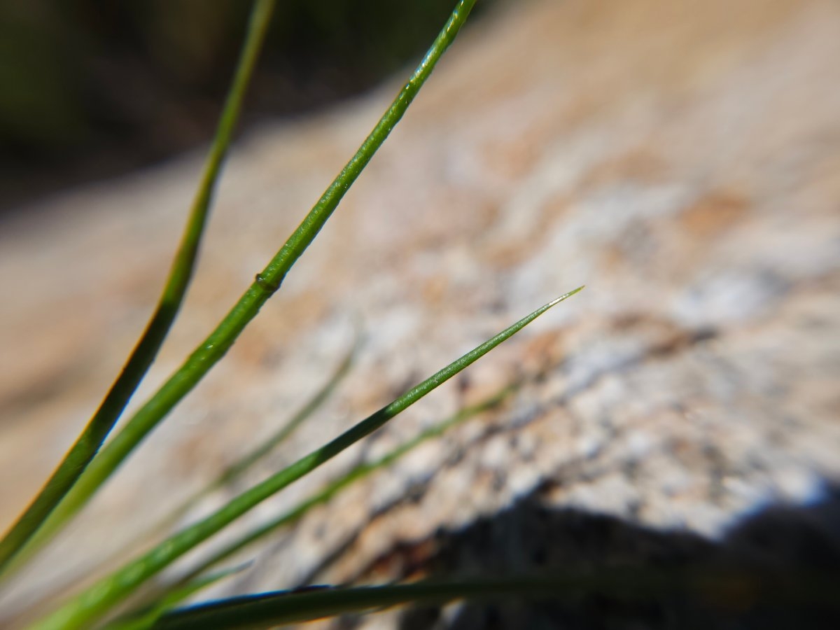 Isoetes bolanderi