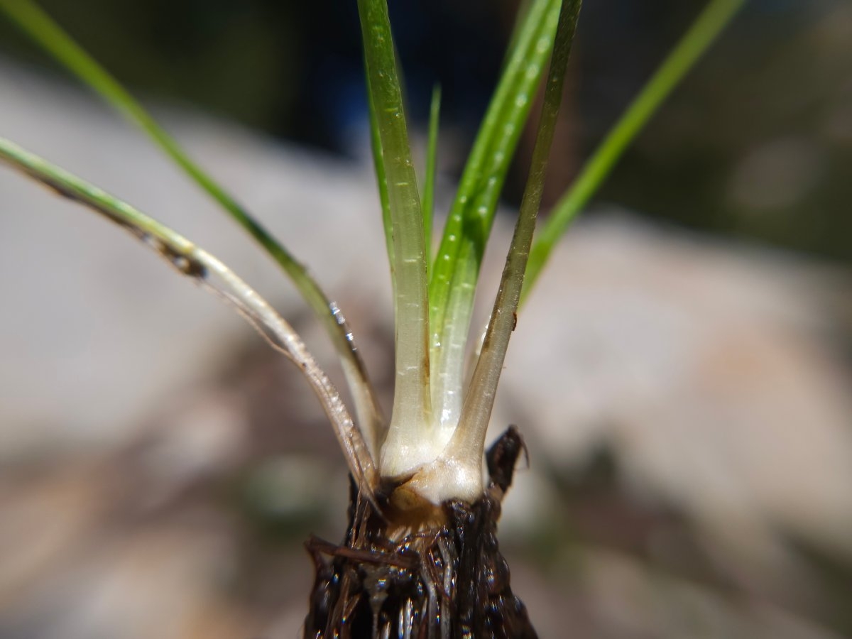 Isoetes bolanderi