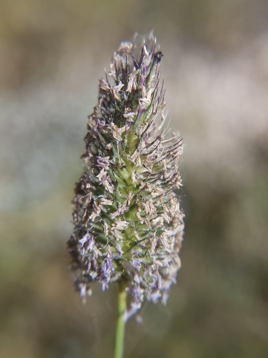 Phleum alpinum