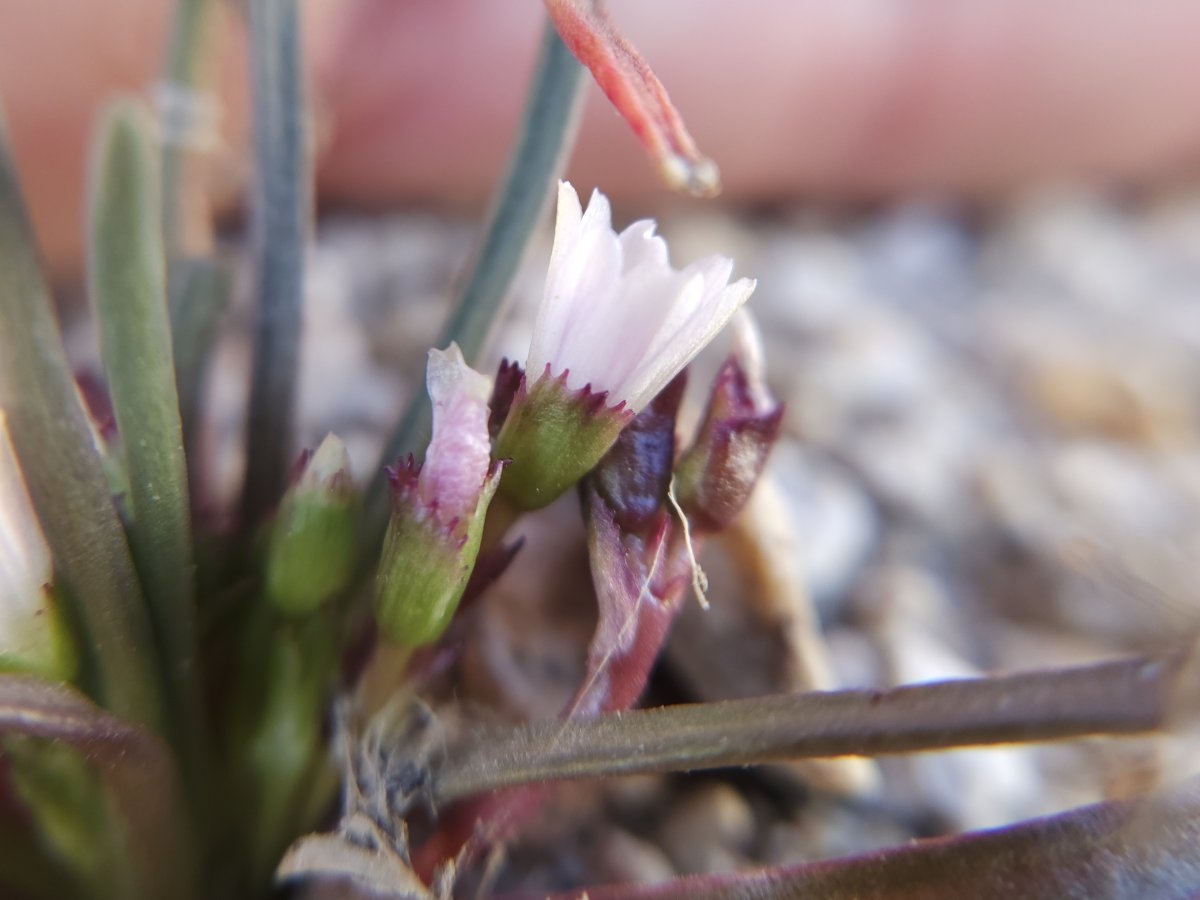 Lewisia pygmaea