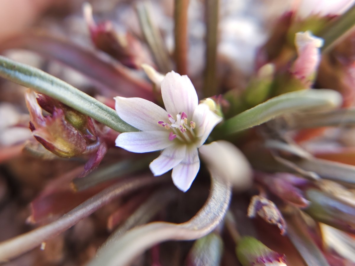 Lewisia pygmaea