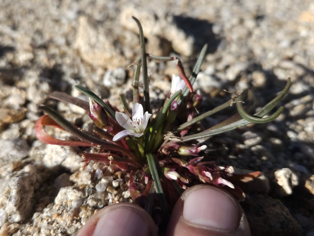 Lewisia pygmaea