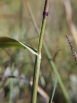 Phleum alpinum