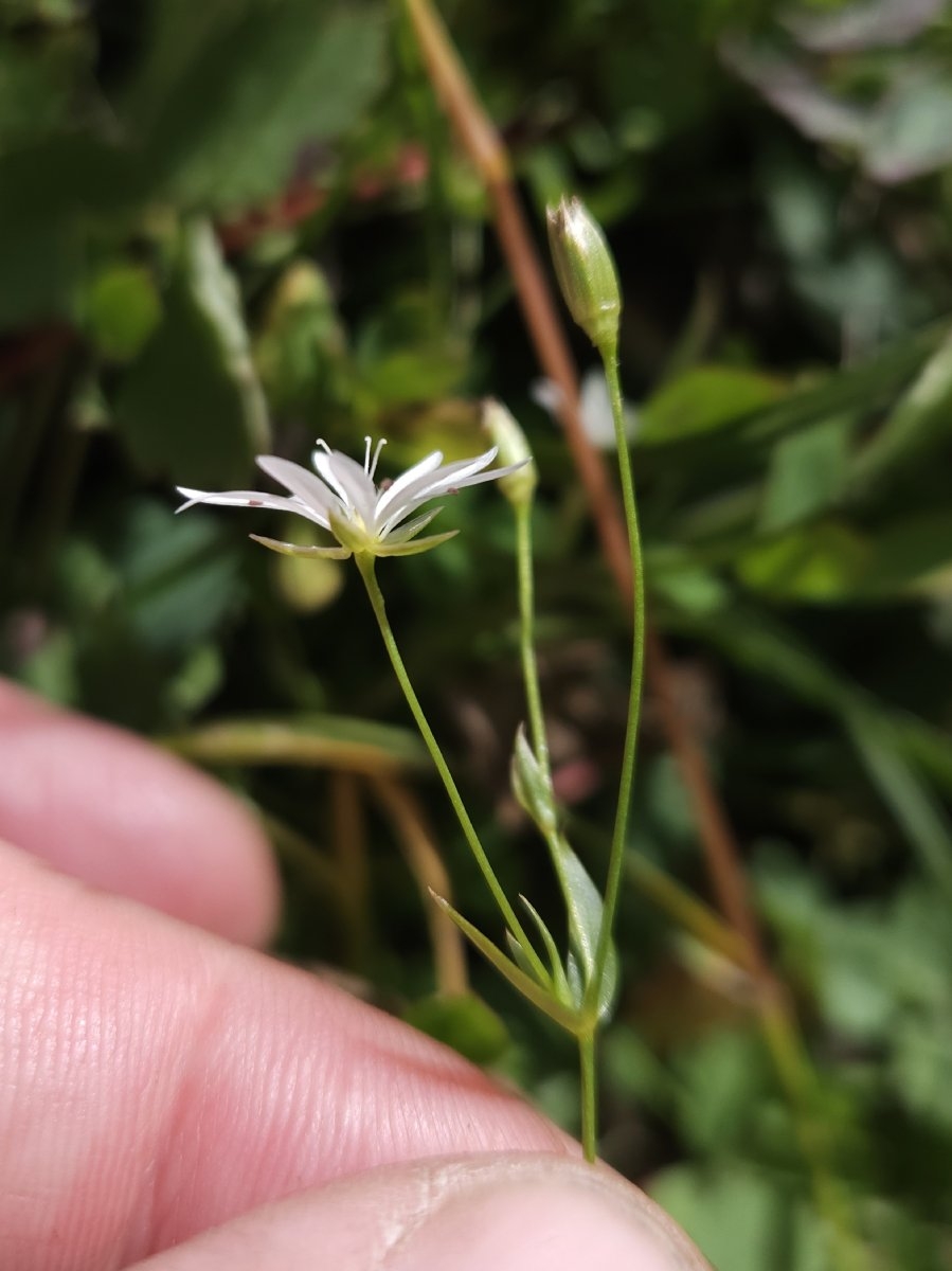 Stellaria longipes ssp. longipes