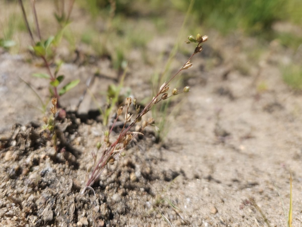 Juncus bufonius var. occidentalis