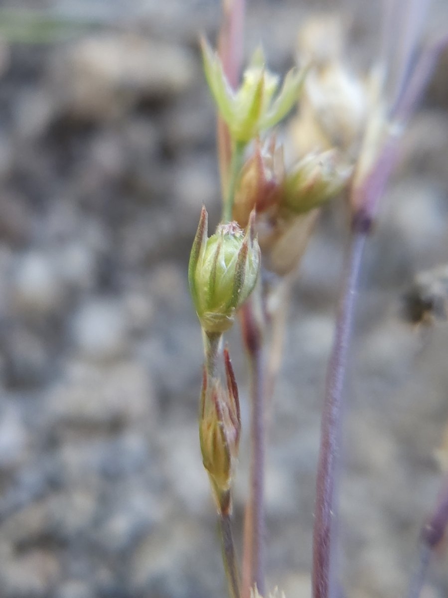 Juncus bufonius var. occidentalis