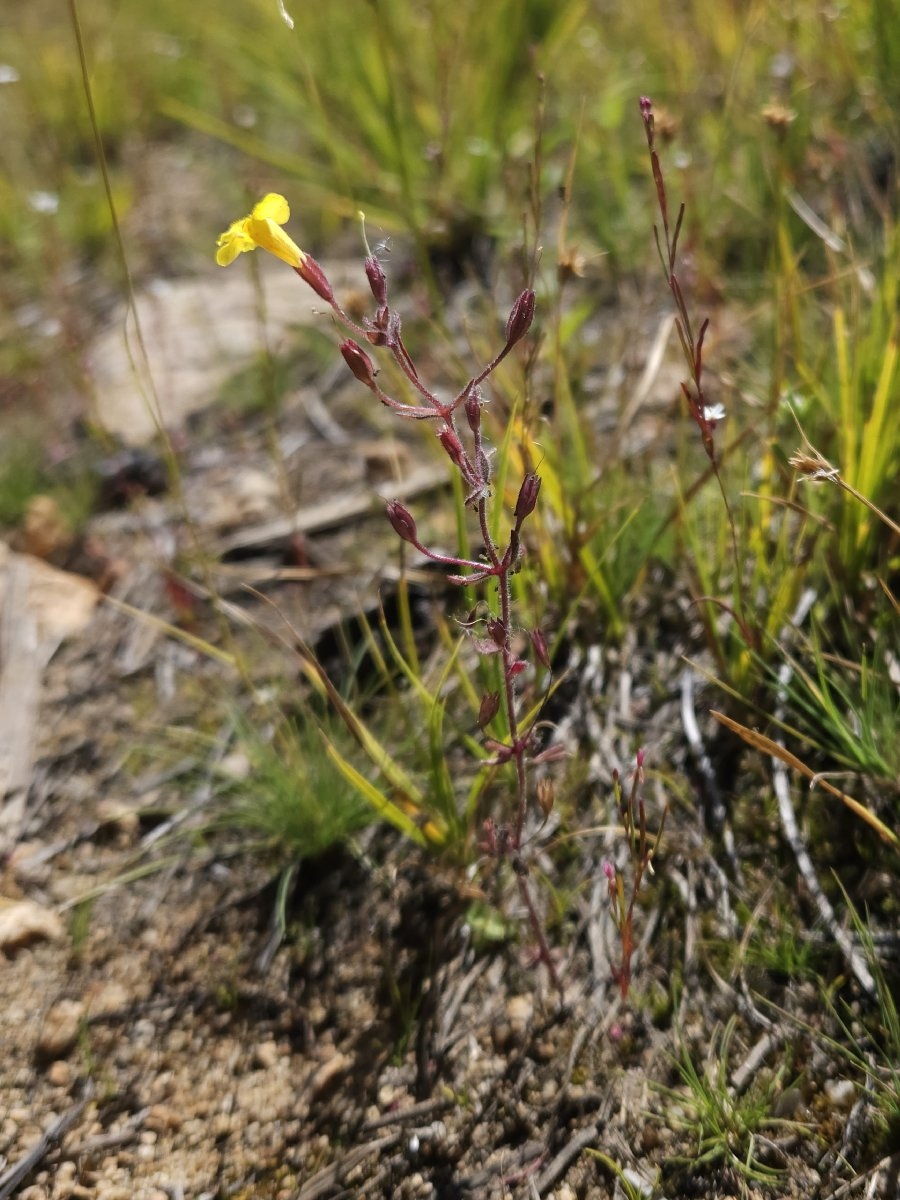 Erythranthe arenaria