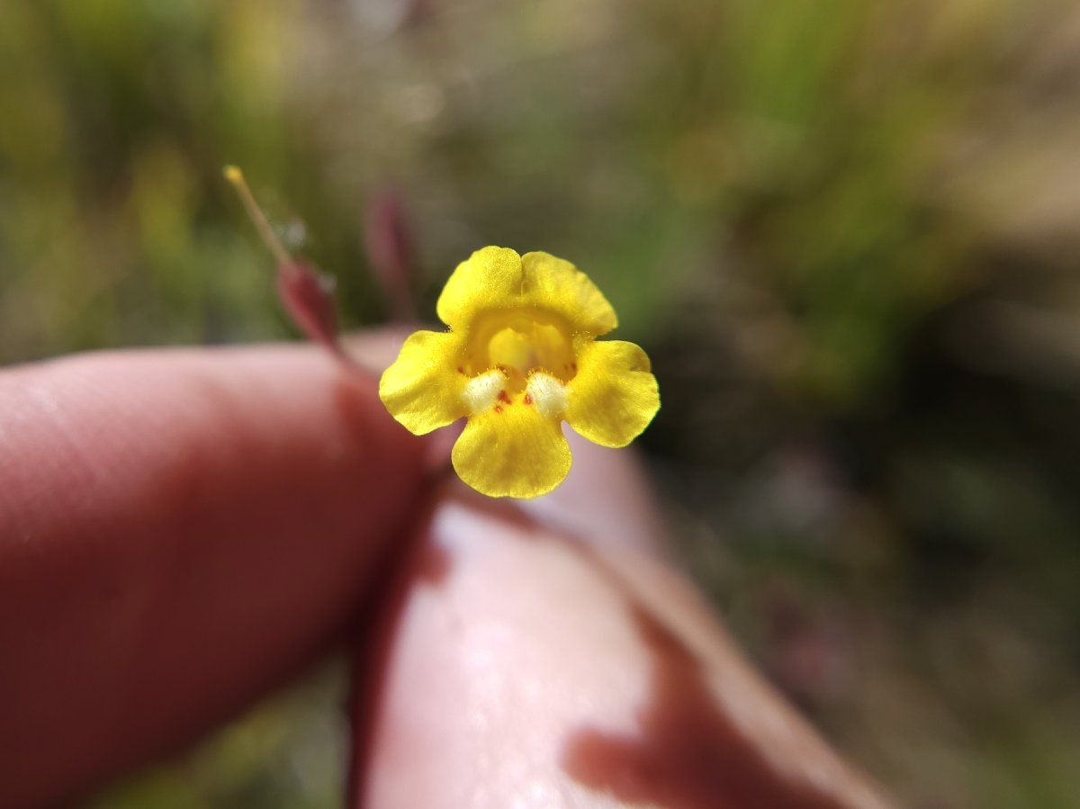 Erythranthe arenaria