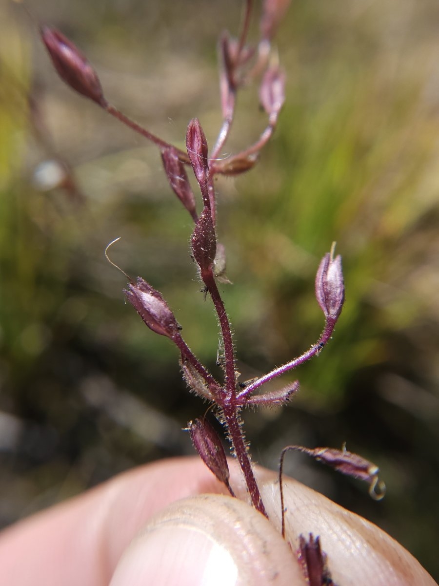 Erythranthe arenaria