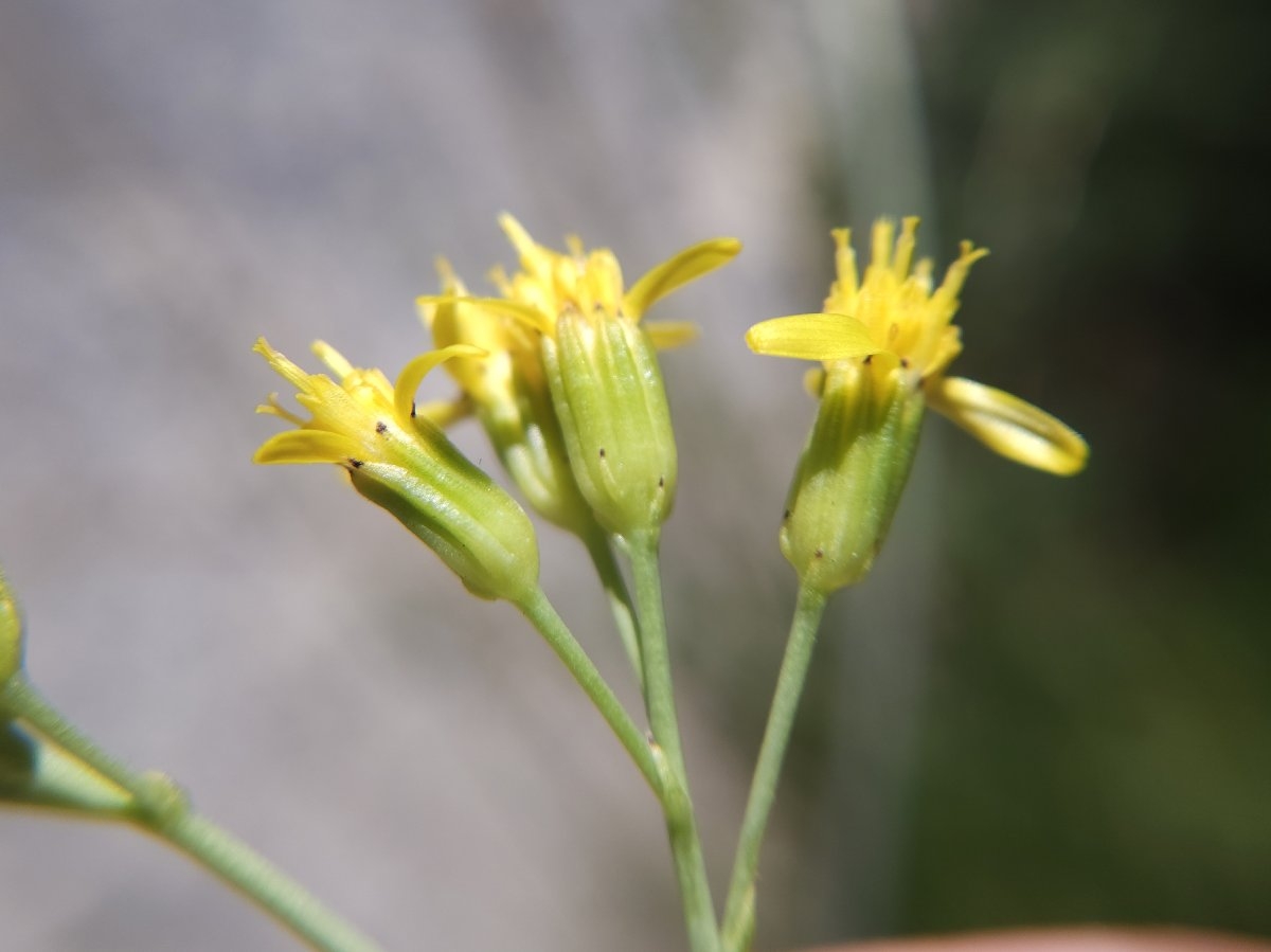 Senecio hydrophilus