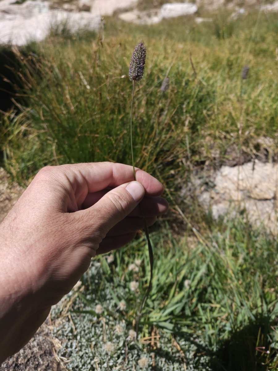 Phleum alpinum