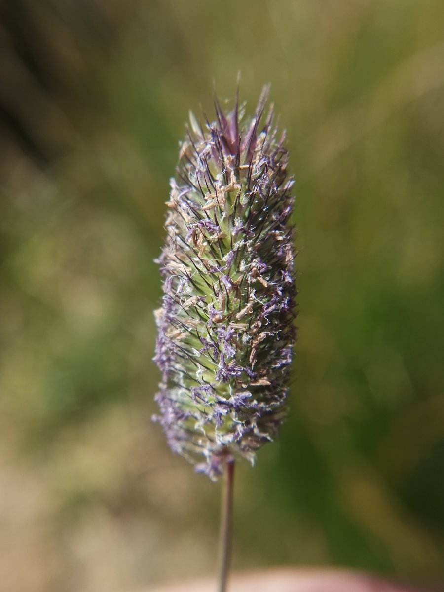 Phleum alpinum