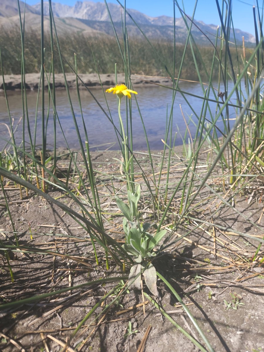 Arnica chamissonis