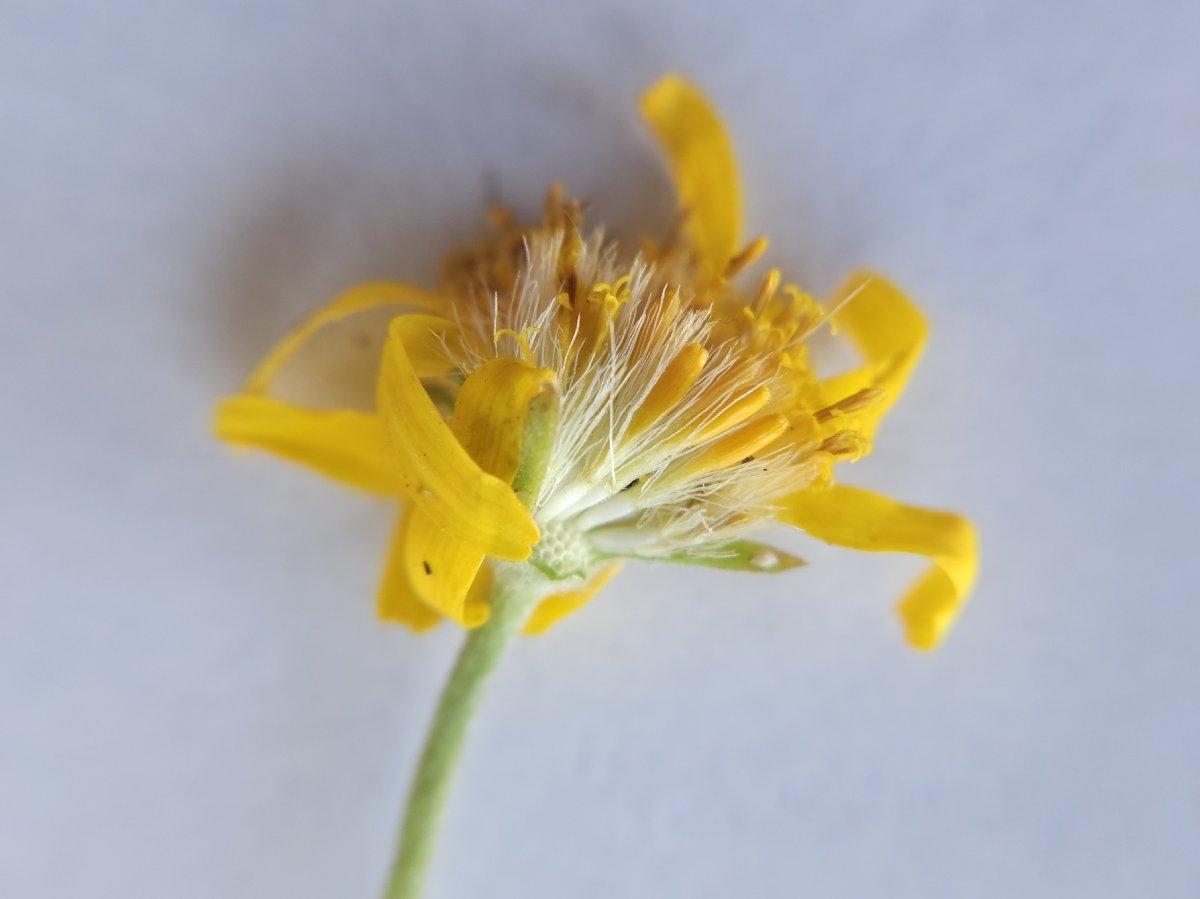 Arnica chamissonis