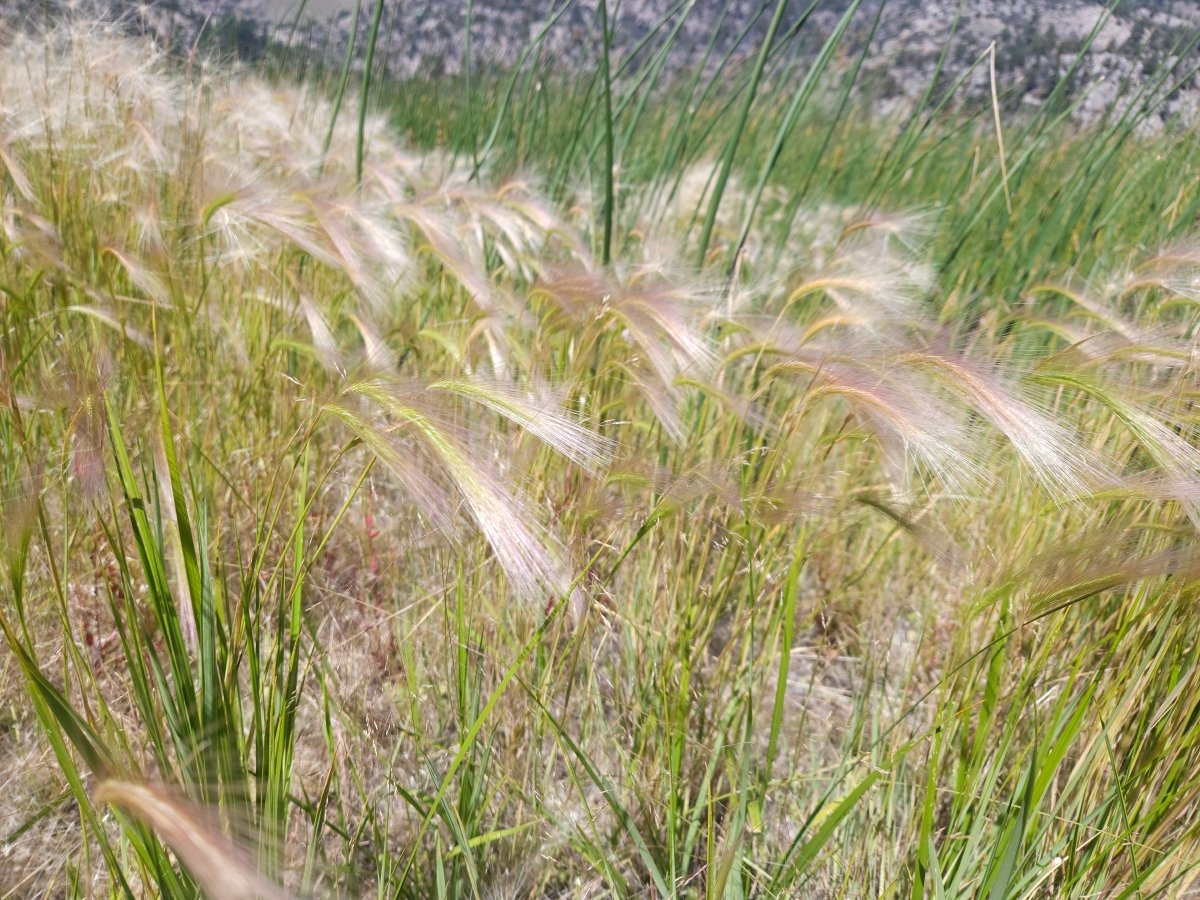 Hordeum jubatum ssp. jubatum