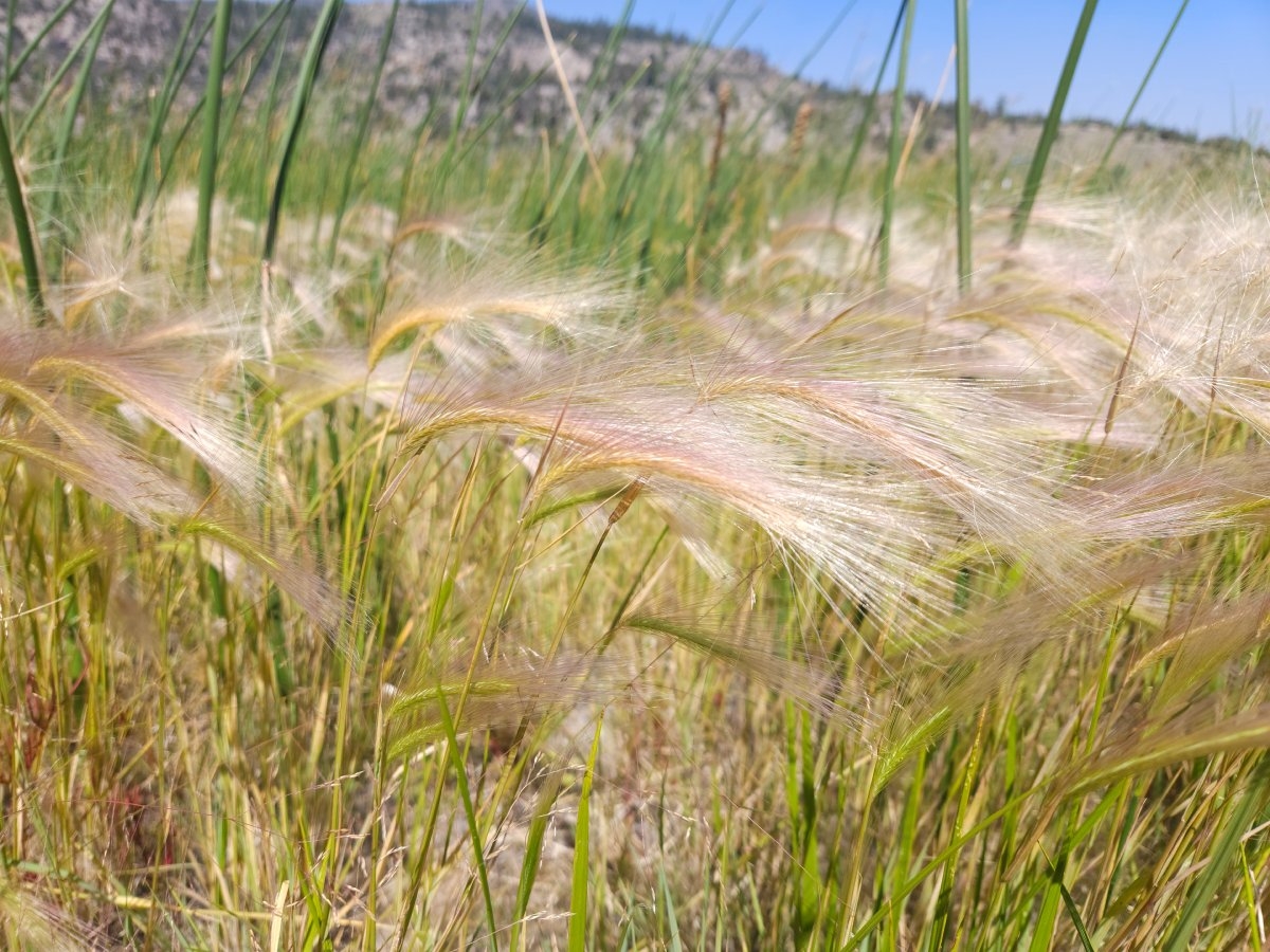 Hordeum jubatum ssp. jubatum