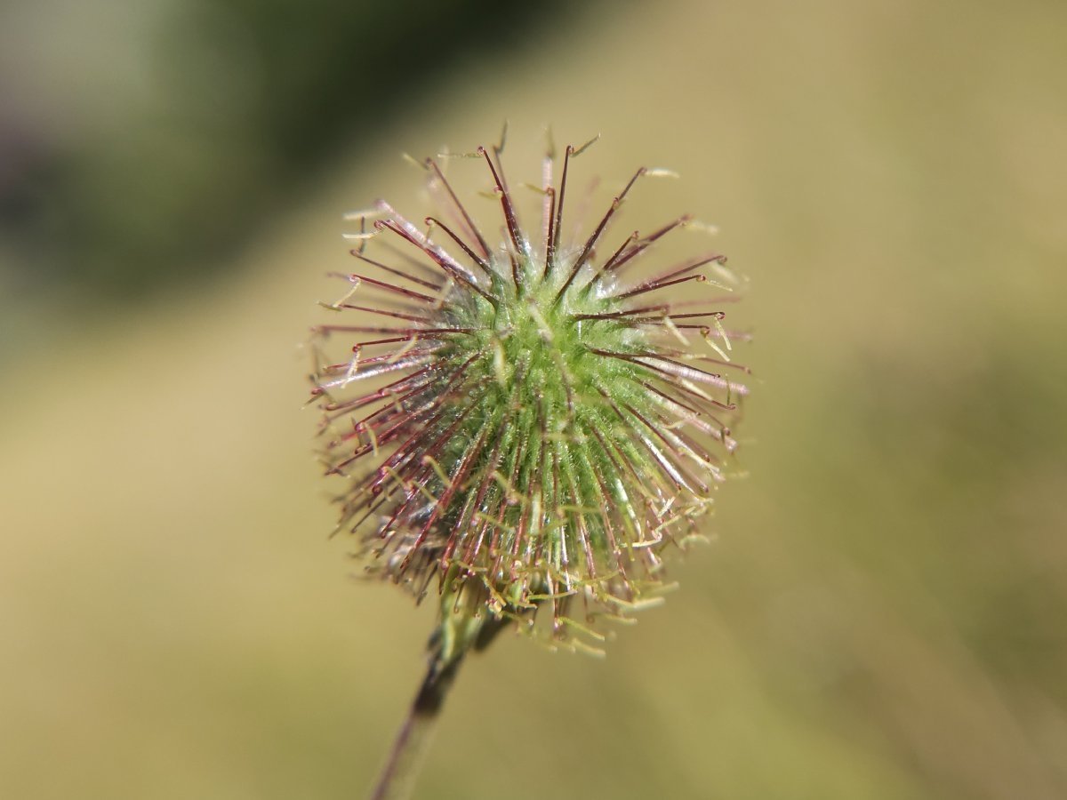 Geum macrophyllum var. perincisum