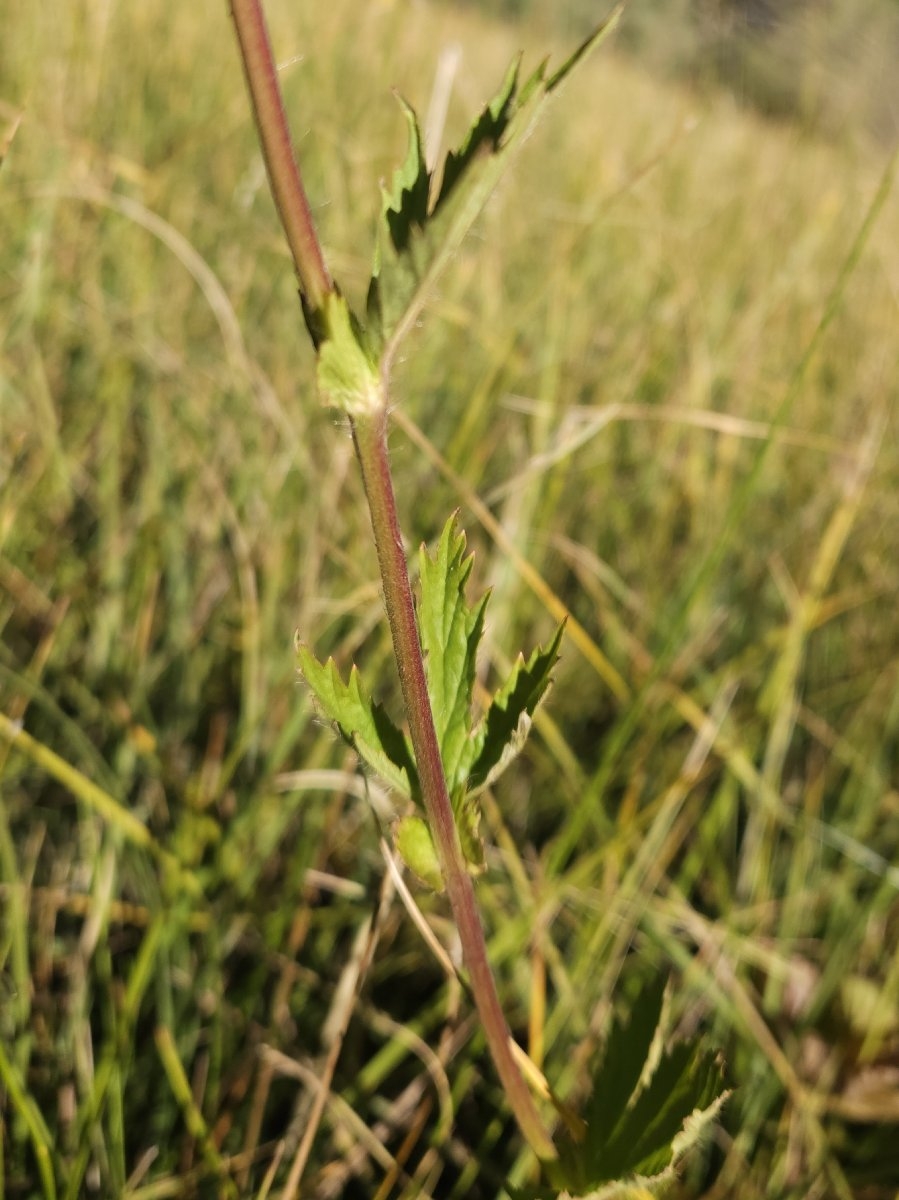 Geum macrophyllum var. perincisum