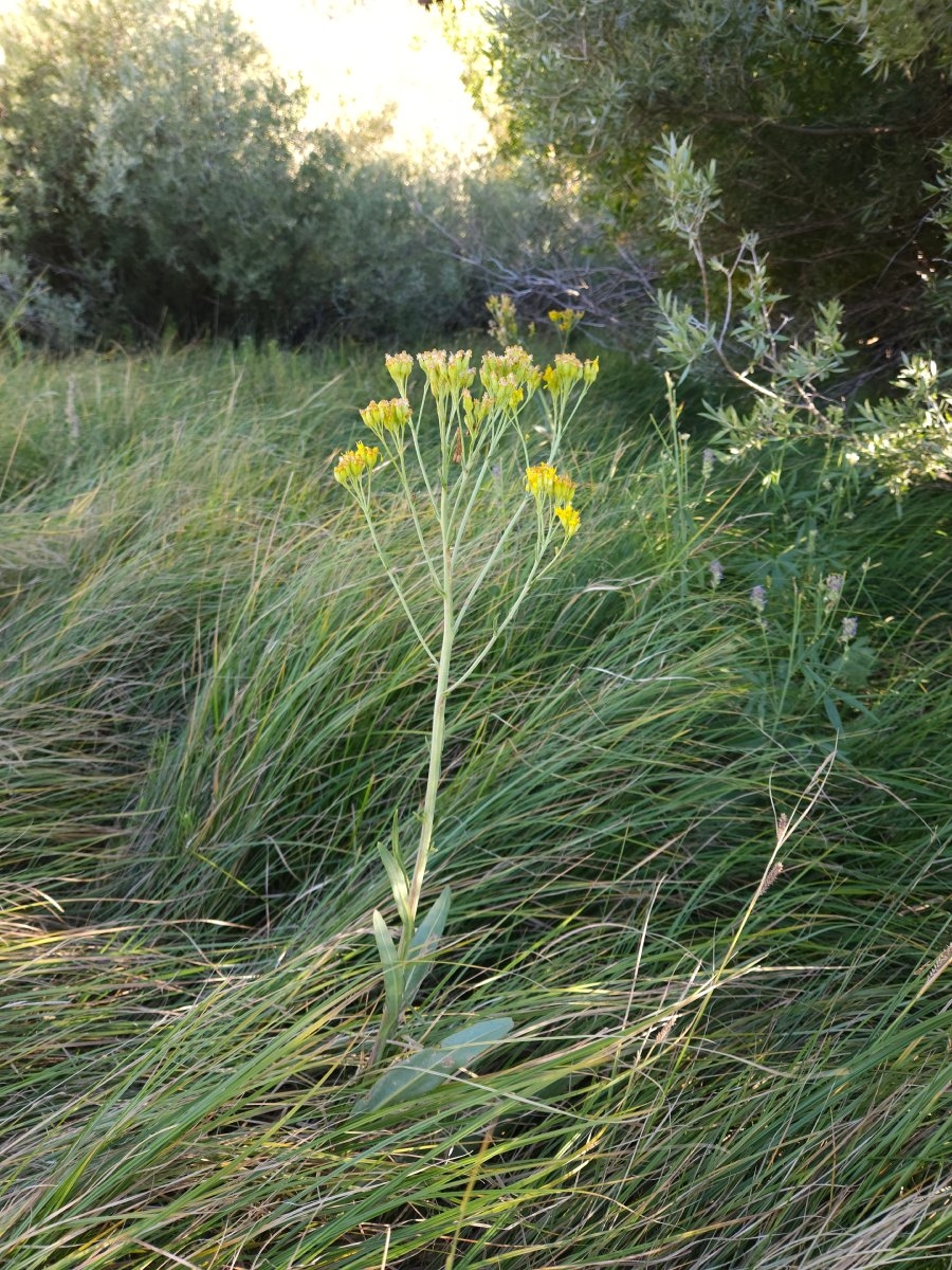 Senecio hydrophilus