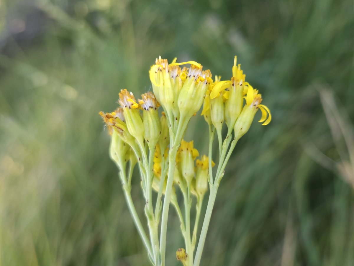 Senecio hydrophilus