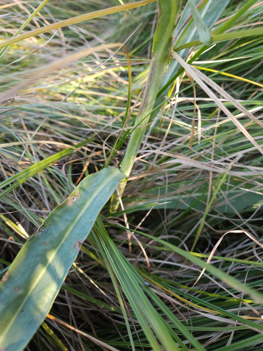 Senecio hydrophilus