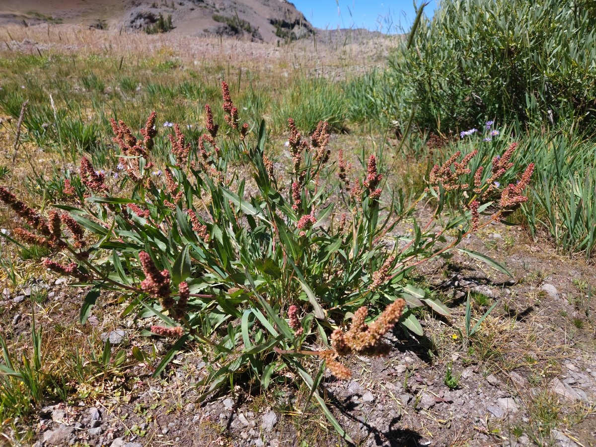 Rumex salicifolius