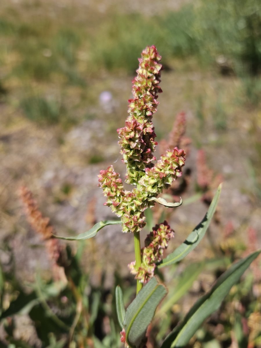 Rumex salicifolius