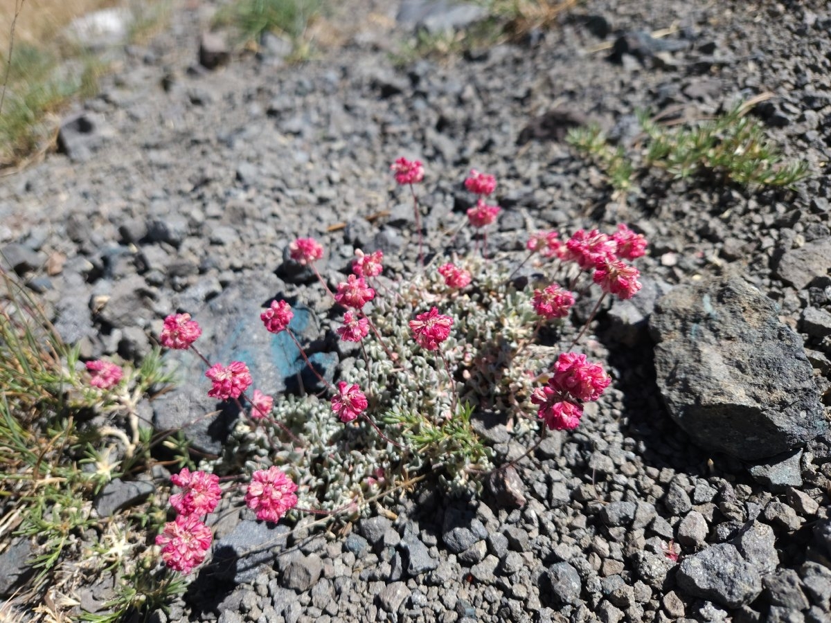 Eriogonum ovalifolium