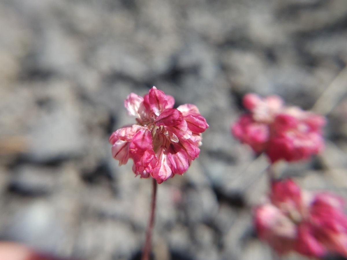 Eriogonum ovalifolium