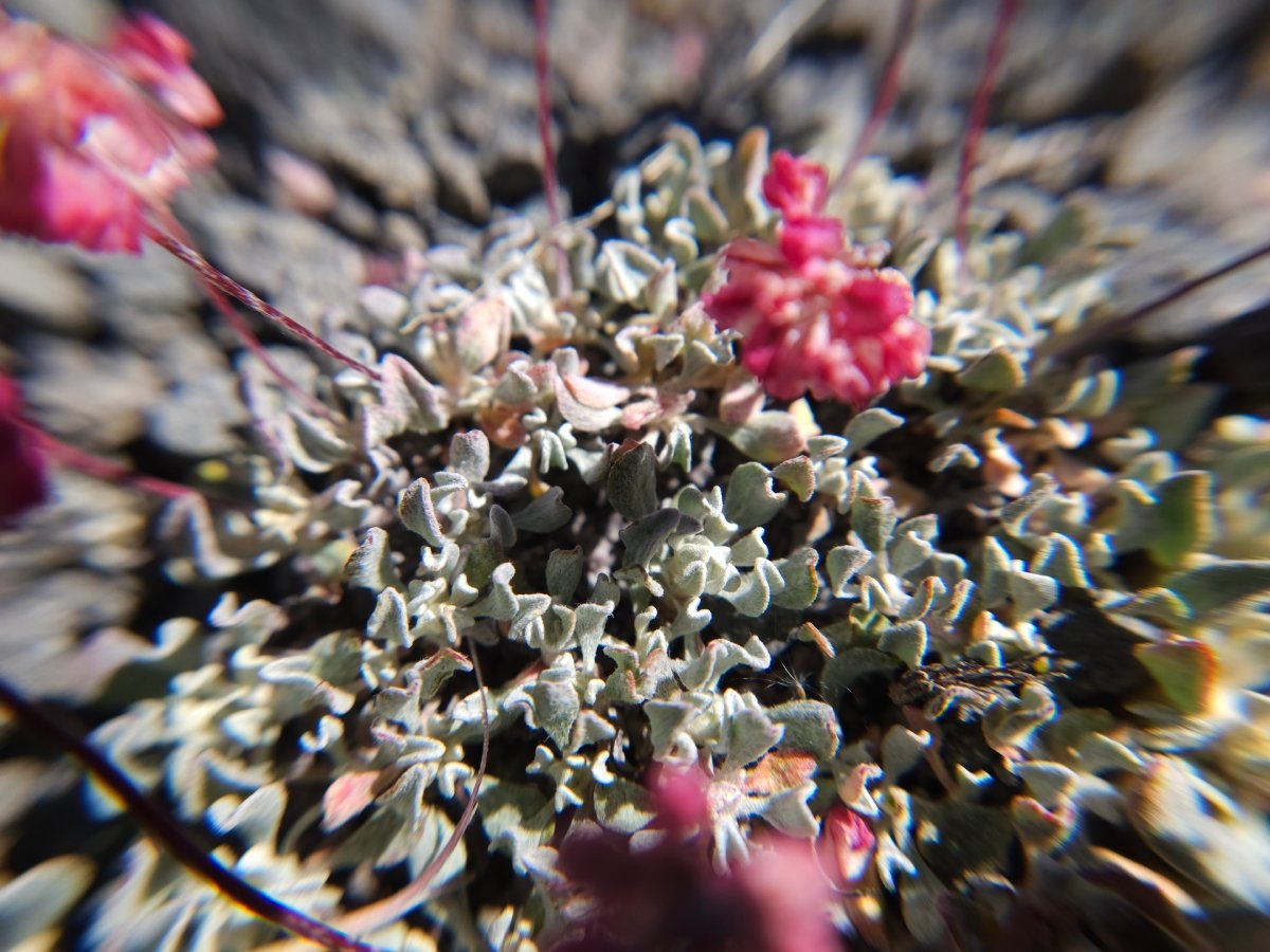 Eriogonum ovalifolium