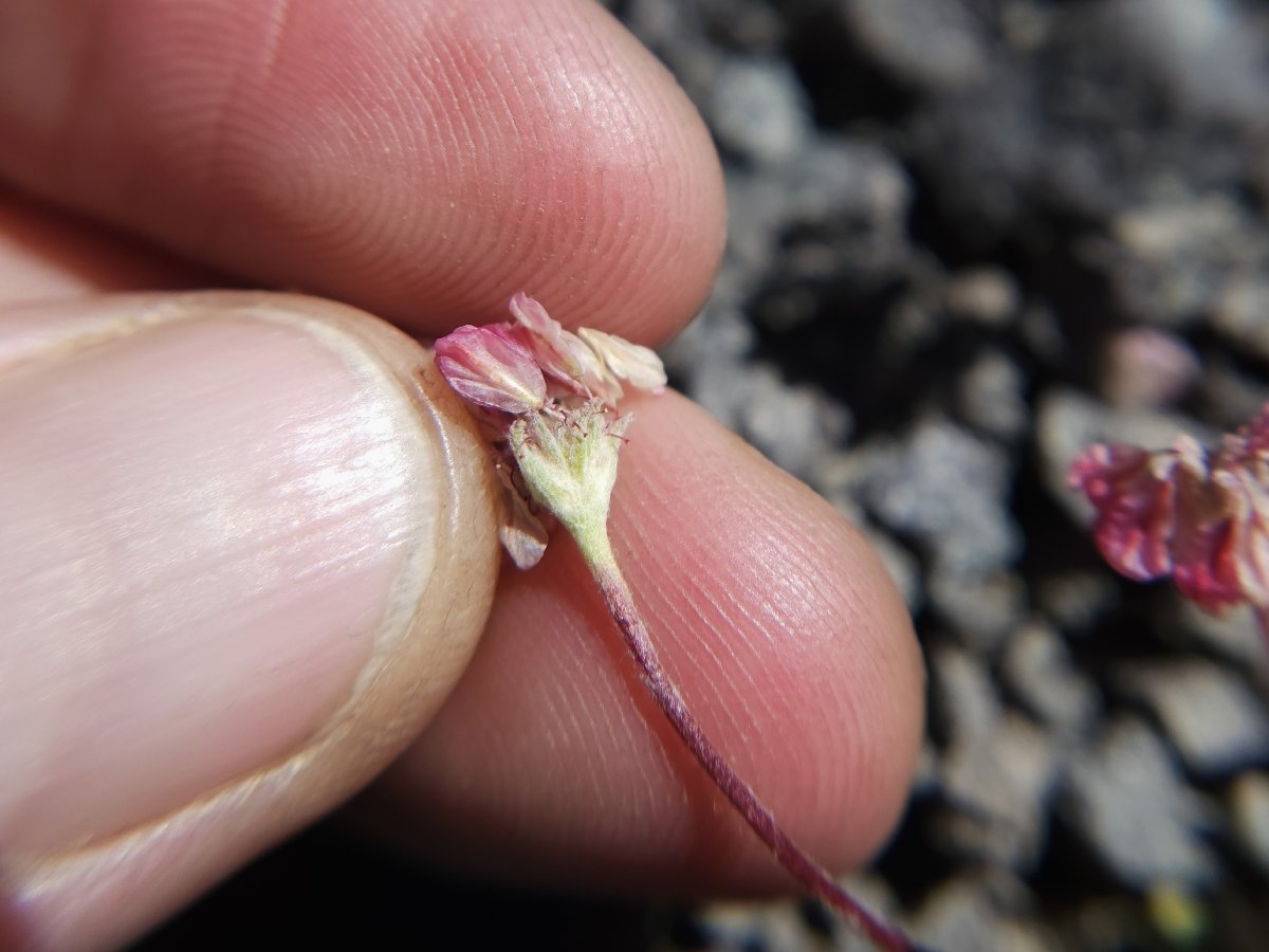 Eriogonum ovalifolium