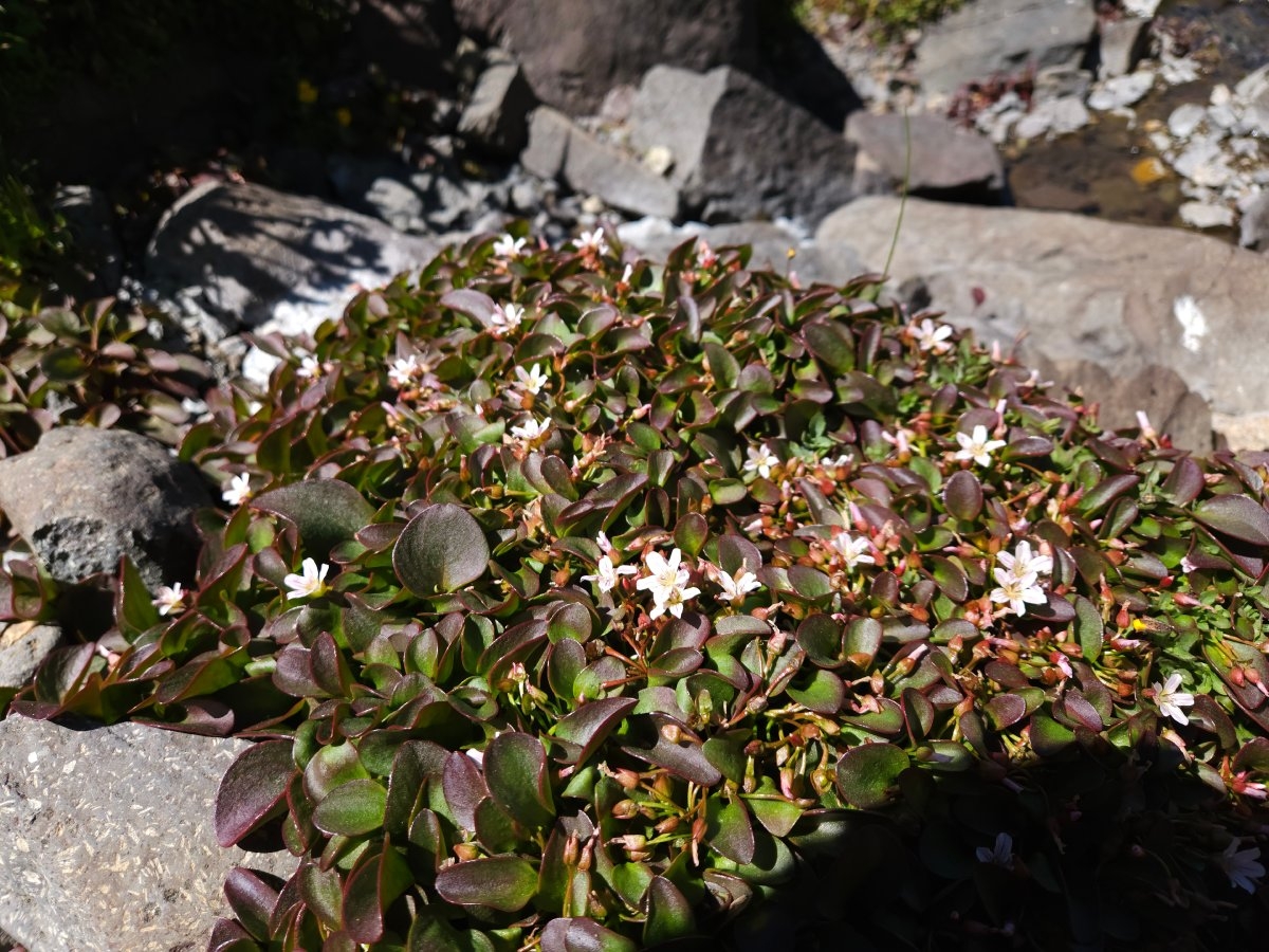 Claytonia nevadensis