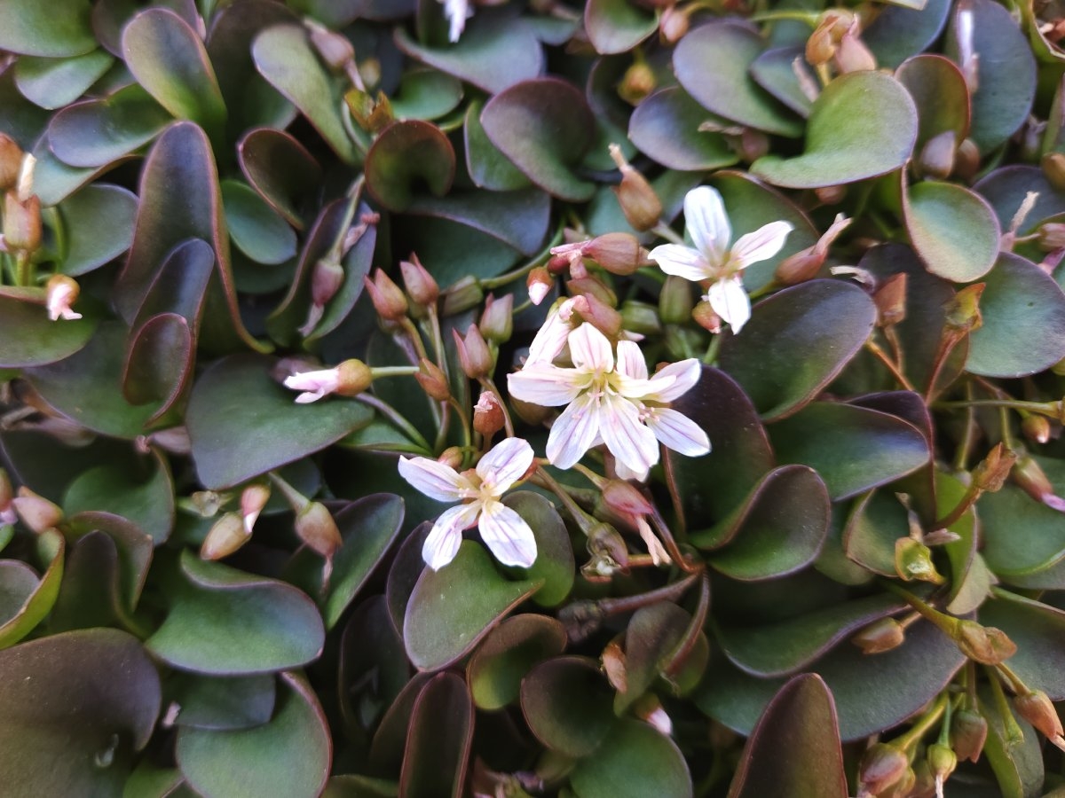 Claytonia nevadensis