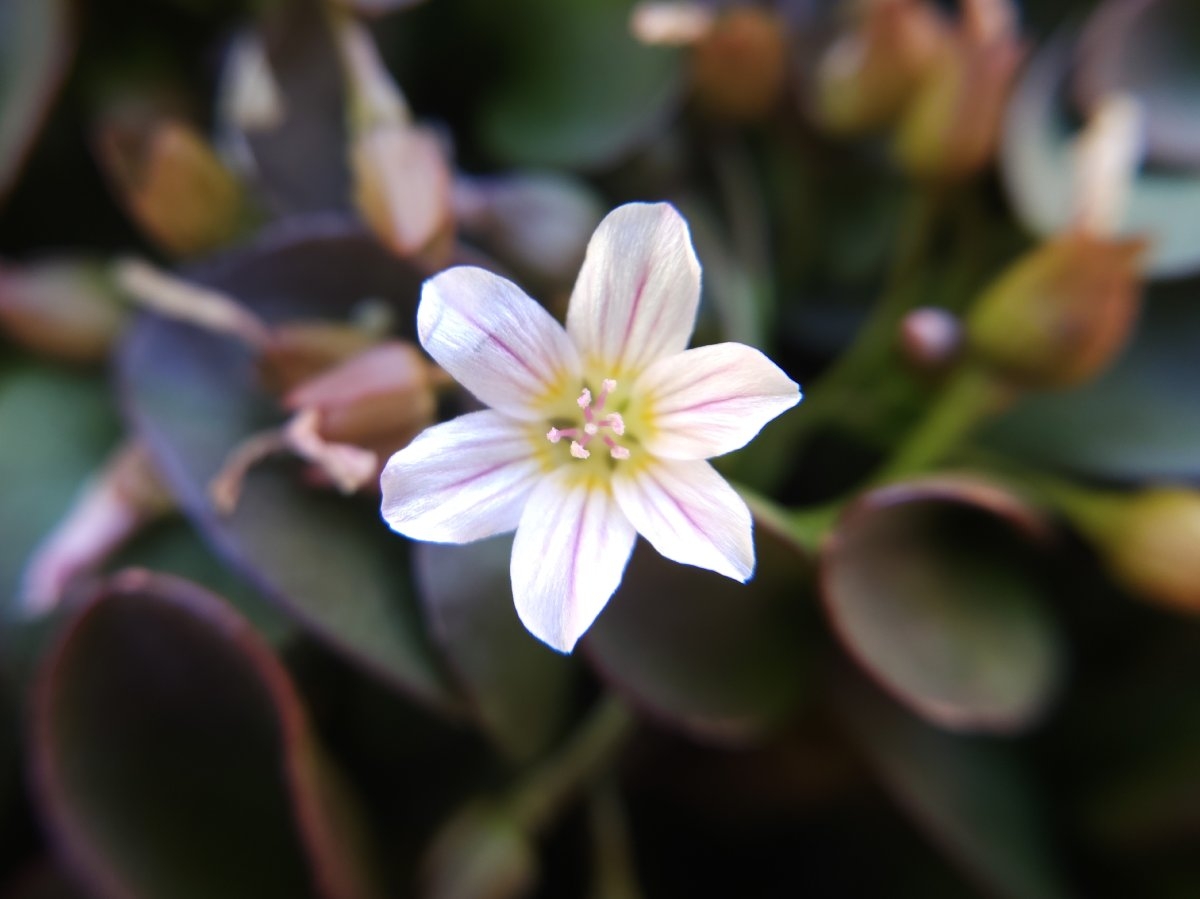 Claytonia nevadensis