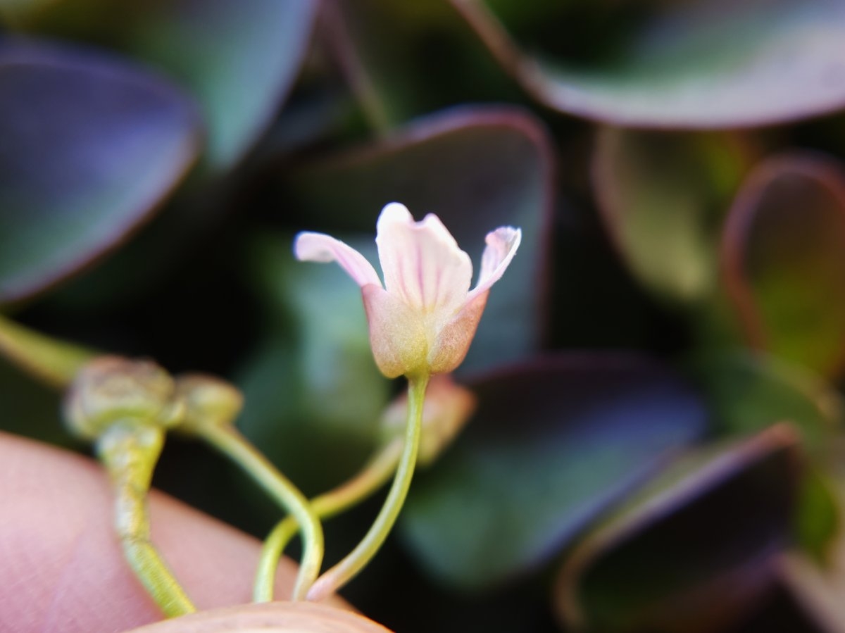 Claytonia nevadensis