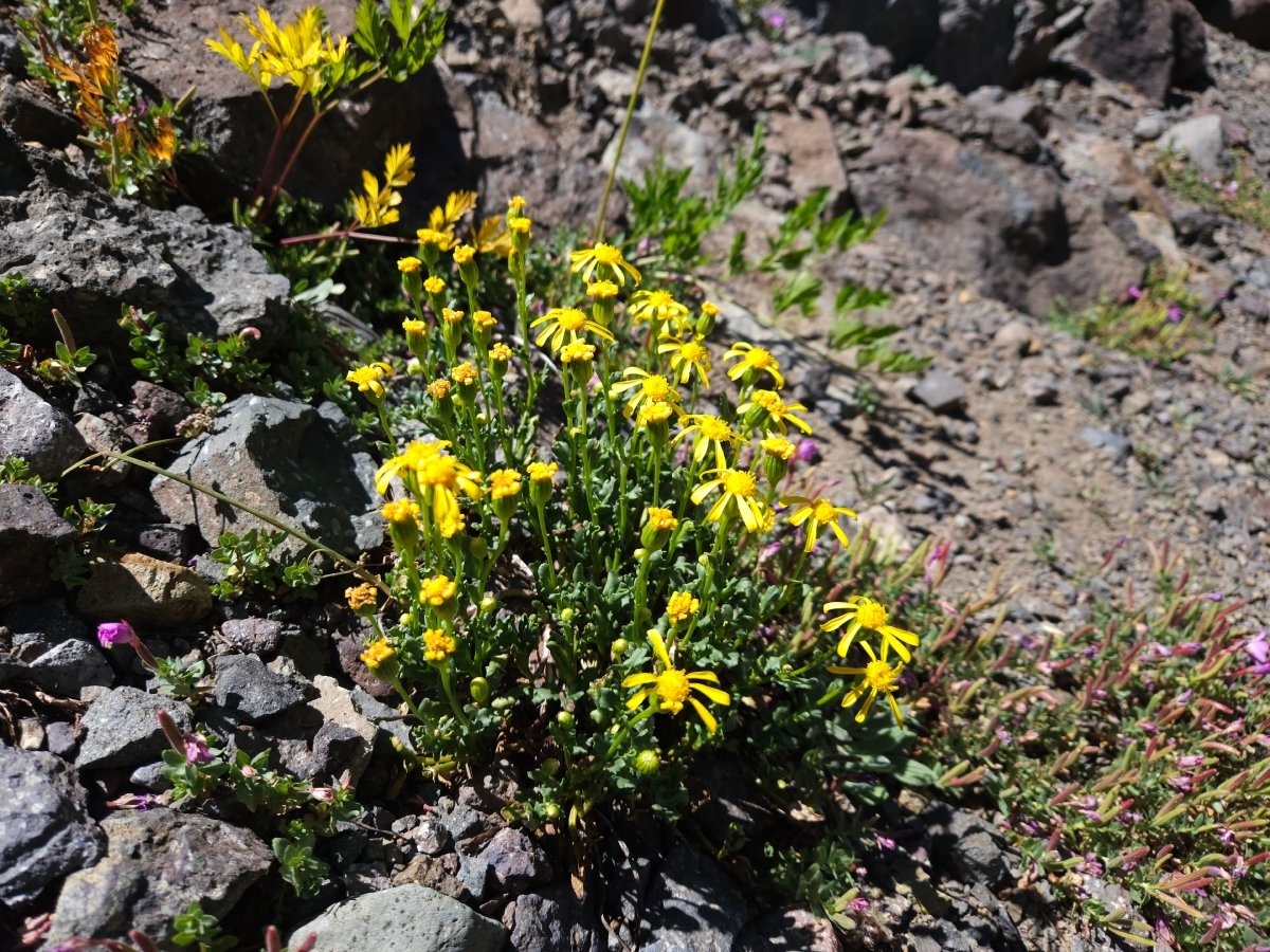 Senecio fremontii var. occidentalis